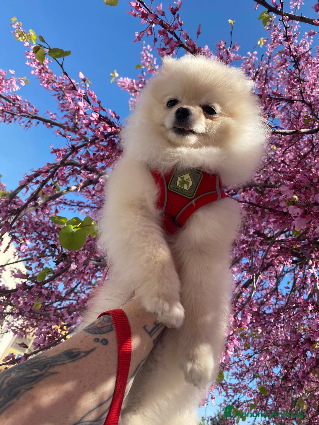 Spitz cani per accoppiamento: Cercasi Femmina Roma a Città metropolitana di Roma Capitale - Immagine 2