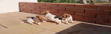 Jack Russell 3