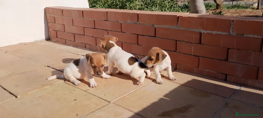 Jack Russell cani in vendita: Cuccioli di jack russell  a Libero consorzio comunale di Trapani - Annuncio 2