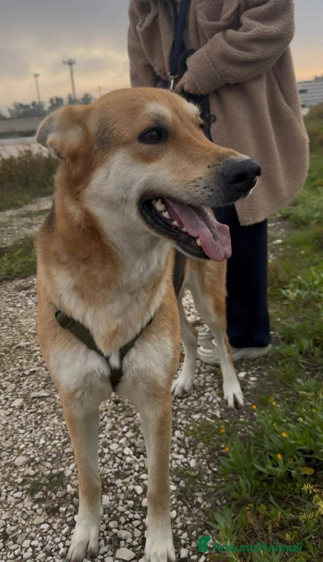 Meticcio cani in regalo: Betty - Annuncio 2