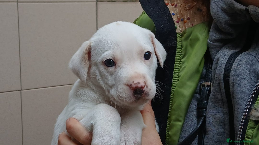 Meticcio cani in regalo: DEA INC LABRADOR STA CERCANDO UNA CASA E AMORE - Annuncio 1