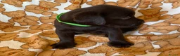 Labrador cani in vendita: Cuccioli Labrador Retriever - Annuncio 4
