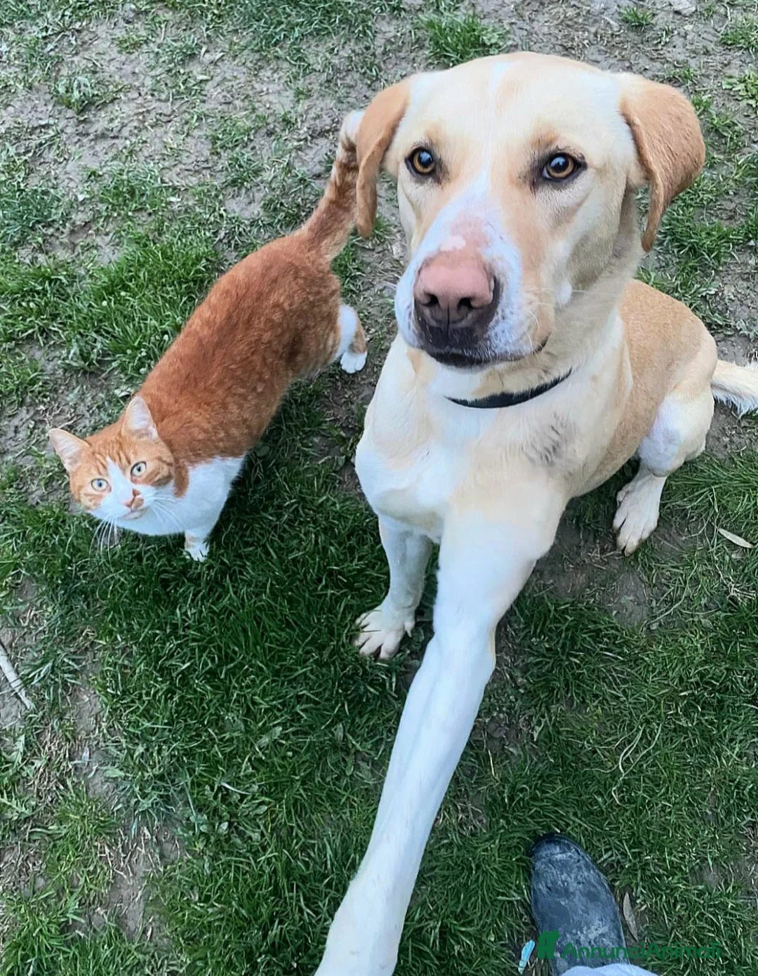 Meticcio cani in regalo: Lily 2 anni mix labrador  - Annuncio 2