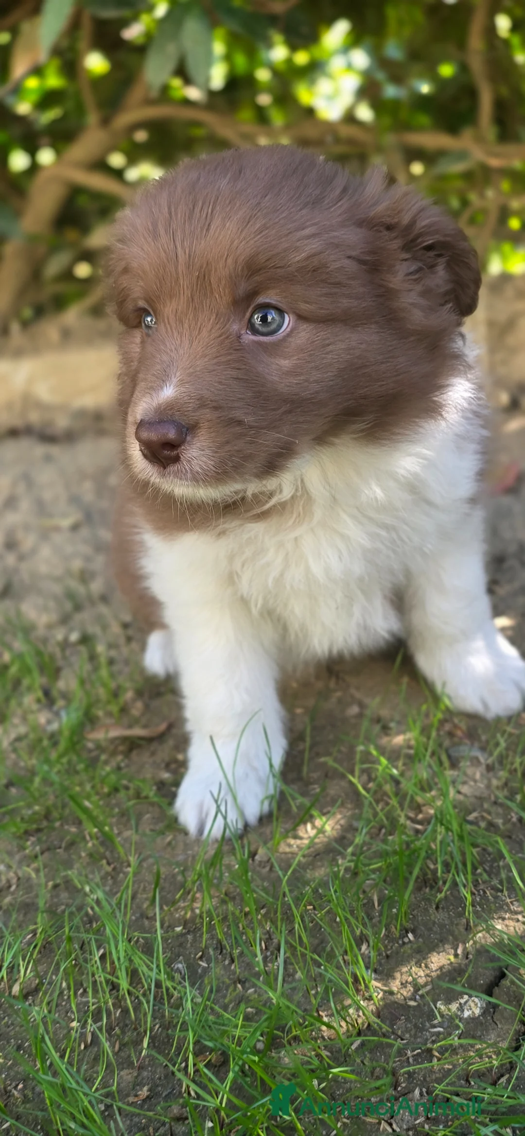 Border Collie cani in vendita: Border collie - Annuncio 1