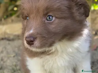 Border Collie cani Border collie - Annuncio 1