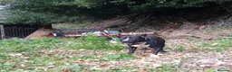 American Bully cani in regalo: American Bully 3anni,a sua assurda e triste storia - Annuncio 9