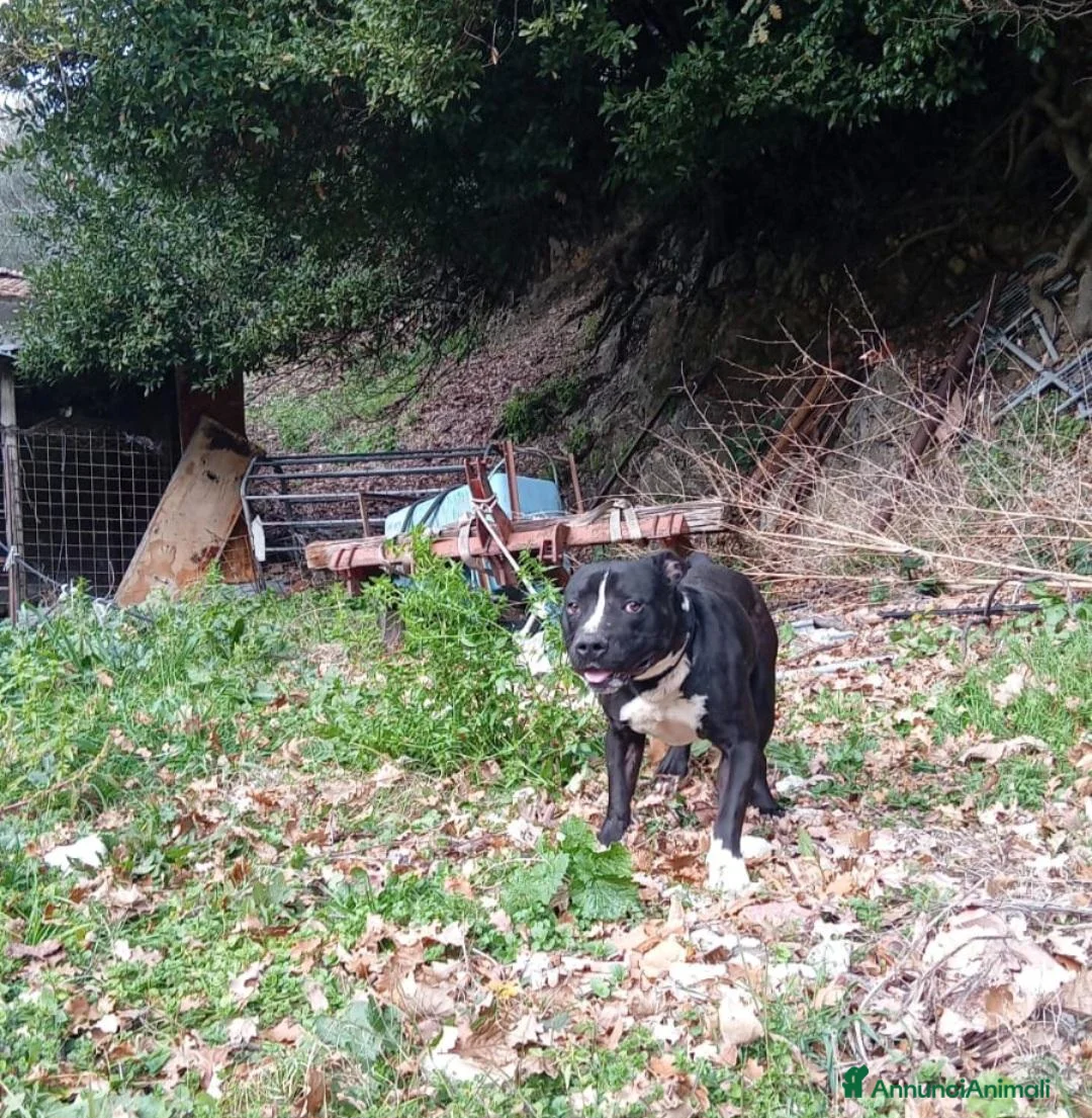 American Bully cani in regalo: American Bully 3anni,a sua assurda e triste storia - Annuncio 9