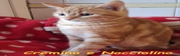 Europeo gatti in regalo: CREMINO E NOCCIOLINO - Annuncio 4