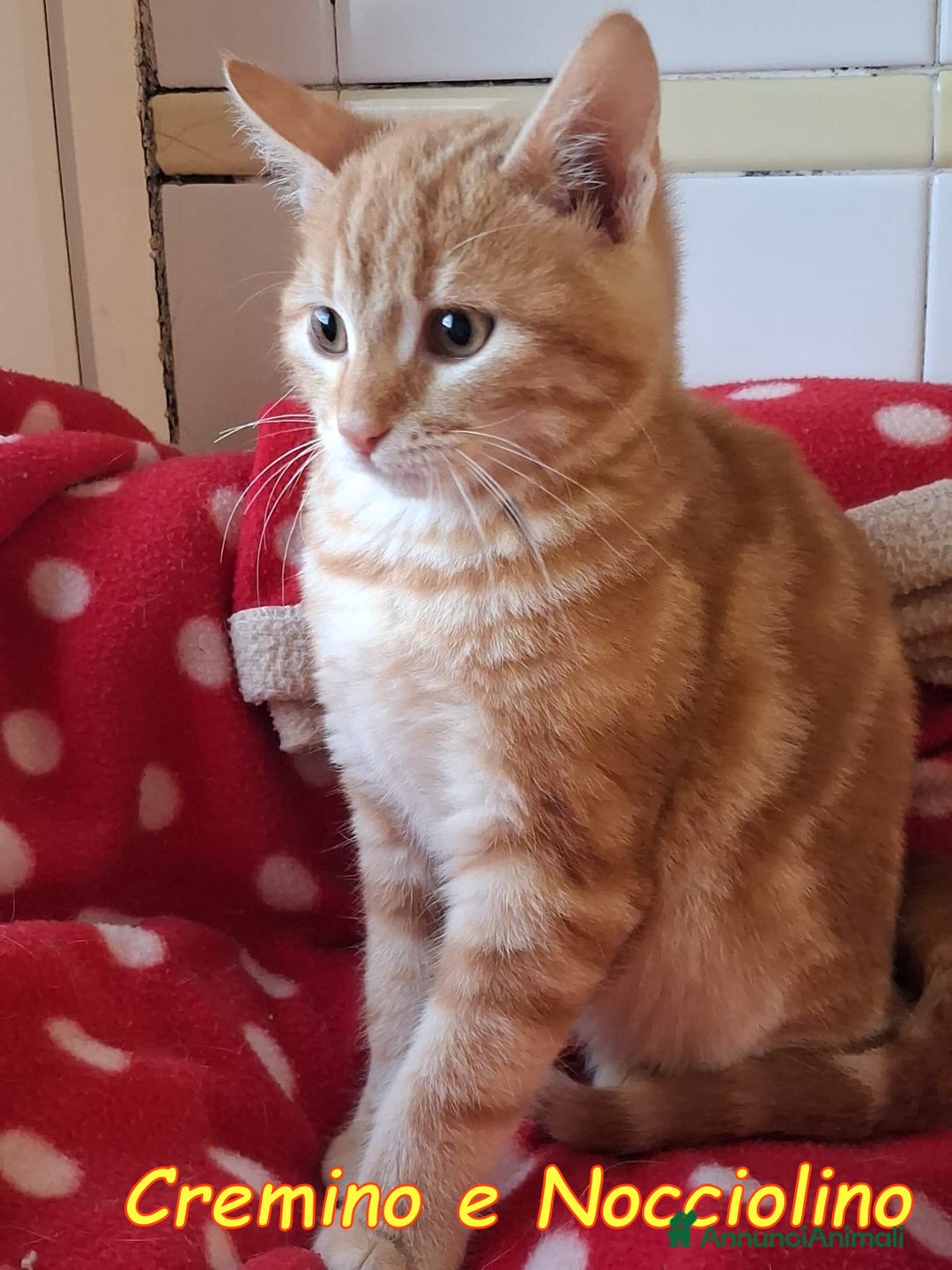 Europeo gatti in regalo: CREMINO E NOCCIOLINO - Annuncio 4