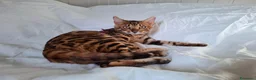 Bengala gatti in vendita: Gattini razza bengala  - Annuncio 8