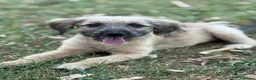 Meticcio cani in regalo: MARLENE, cucciola timidina. TG PICCOLA - Annuncio 2