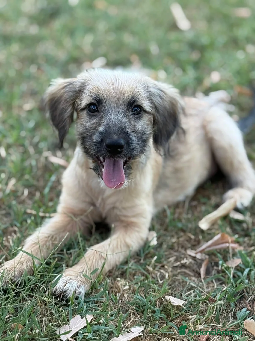 Meticcio cani in regalo: MARLENE, cucciola timidina. TG PICCOLA - Annuncio 2