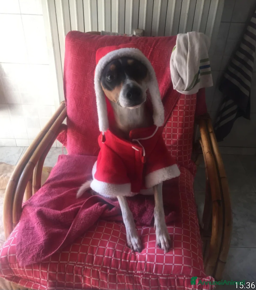 Pinscher Tedesco cani in regalo: Jack Russel 12anni kg7 a breve solo! MILANO SOS - Annuncio 2