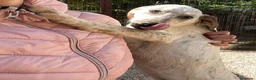 Meticcio cani in regalo: ADOTTACI - Annuncio 13