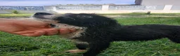 Meticcio cani in regalo: DRUSILLA 🩷 IL FASCINO È SPETTINATO ⭐ a Provincia di Vicenza - Annuncio 5