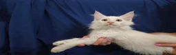 Maine Coon gatti in vendita: Gattini Maine Coon con pedigree AFSI - Annuncio 10