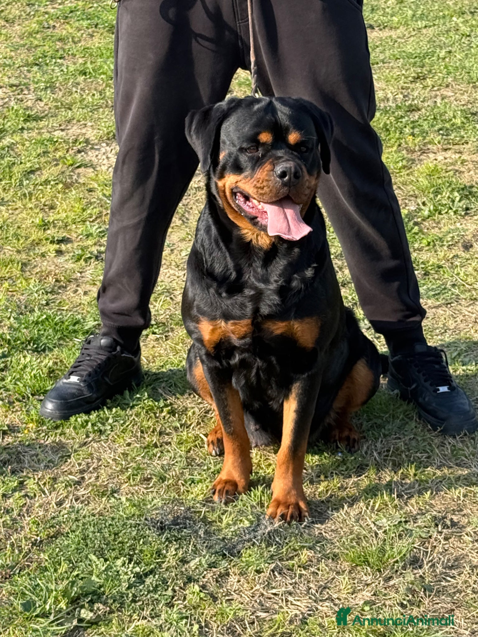 Rottweiler cani in vendita: Cuccioli di Rottwelier con pedigree  - Annuncio 18