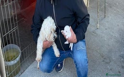 Maltese cani in vendita: Cuccioli di Maltese 100% originali – Disponibili a Città Metropolitana di Napoli - Immagine 5