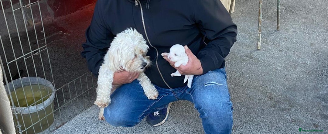 Maltese cani in vendita: Cuccioli di Maltese 100% originali – Disponibili a Città Metropolitana di Napoli - Immagine 5
