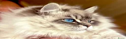 Siberiano gatti in vendita: gattini siberiani Allevamento ANFI - Annuncio 3