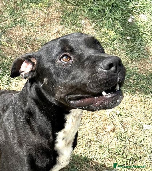 Labrador cani The king- cane nero mix labrador molosetto  - Annuncio 2