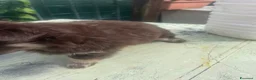 Chihuahua cani in vendita: Cuccioli di Chihuahua - Annuncio 7