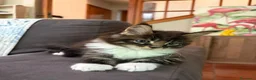 Maine Coon gatti in vendita: cuccioli maine coon - Annuncio 3