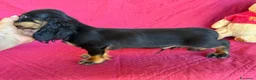 Bassotto cani in vendita: DISPONIBILE MASCHIO A PELO LUNGO  - Annuncio 4