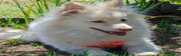 Meticcio cani in regalo: Axel: simil volpino - Annuncio 4