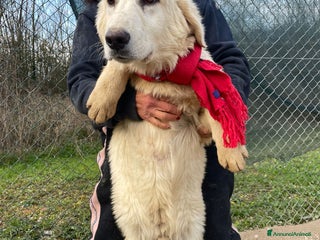 Meticcio cani IL SUPER DOLCE LUCKY CERCA CASA a Città metropolitana di Roma Capitale - Annuncio 8