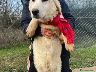 Meticcio cani IL SUPER DOLCE LUCKY CERCA CASA a Città metropolitana di Roma Capitale - Annuncio 39