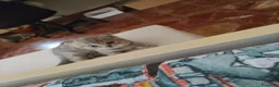 Scottish gatti in vendita: cuccioli di gatto scottish maschietti a Provincia di Catanzaro - Annuncio 5