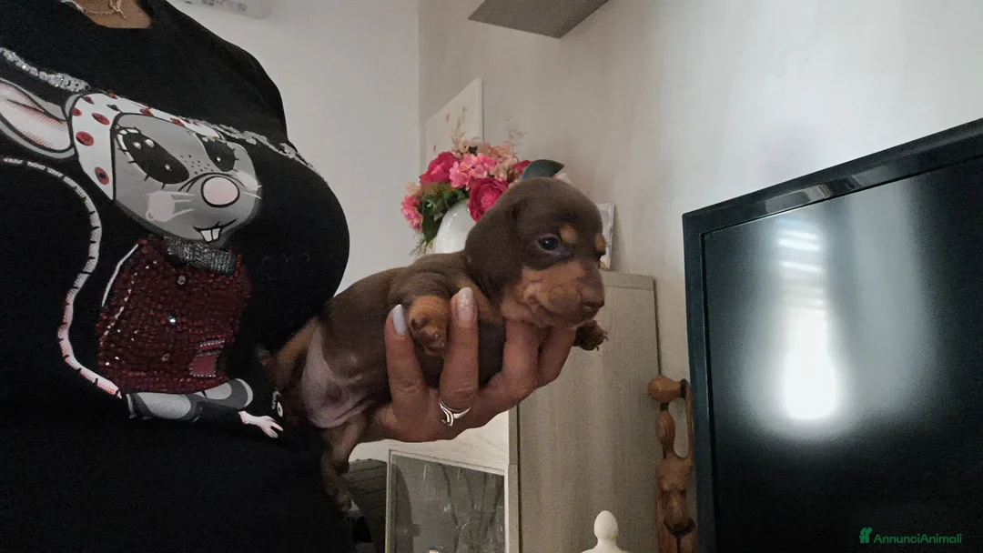 Bassotto cani in vendita: Bassotto tedesco nani cioccolato  - Annuncio 2