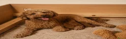 Barboncino Toy cani in vendita: Cuccioli di barboncino toy rossi - Annuncio 8