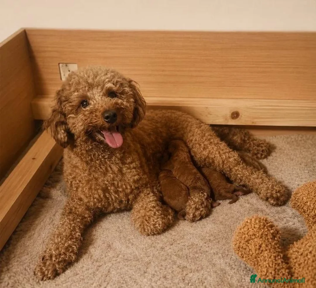 Barboncino Toy cani in vendita: Cuccioli di barboncino toy rossi - Annuncio 8