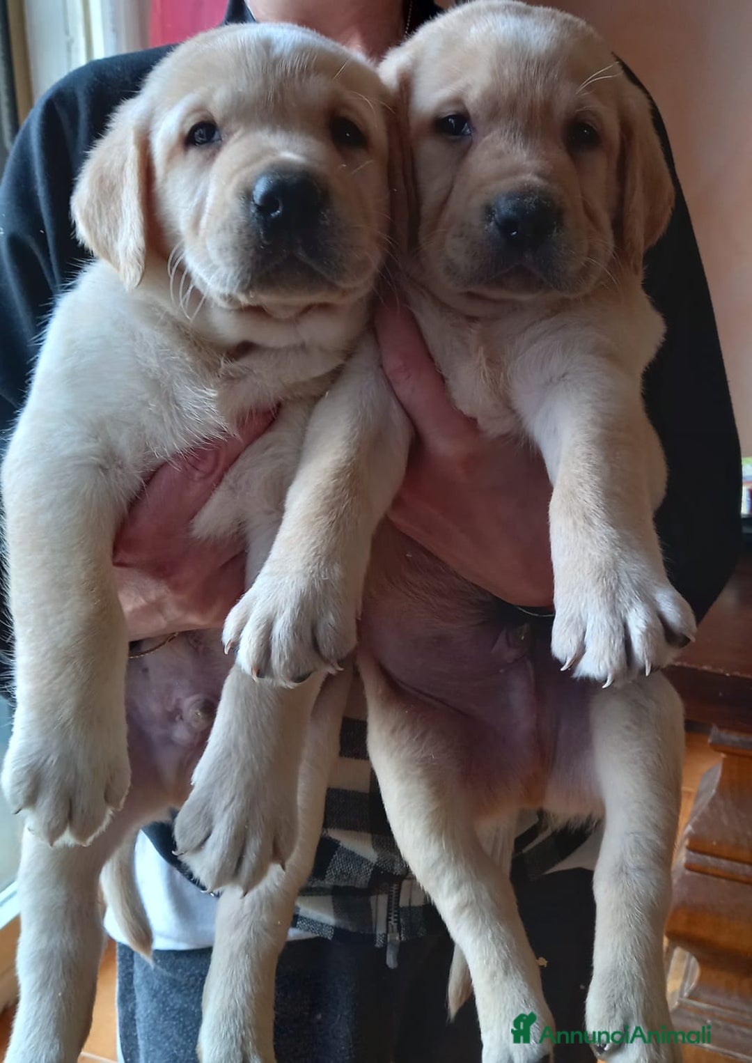 Labrador cani in vendita: Labrador  - Annuncio 1