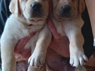 Labrador cani Labrador - Annuncio 28