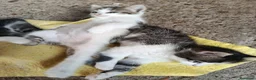 Meticcio gatti in regalo: gattini meticci a Città Metropolitana di Torino - Annuncio 6