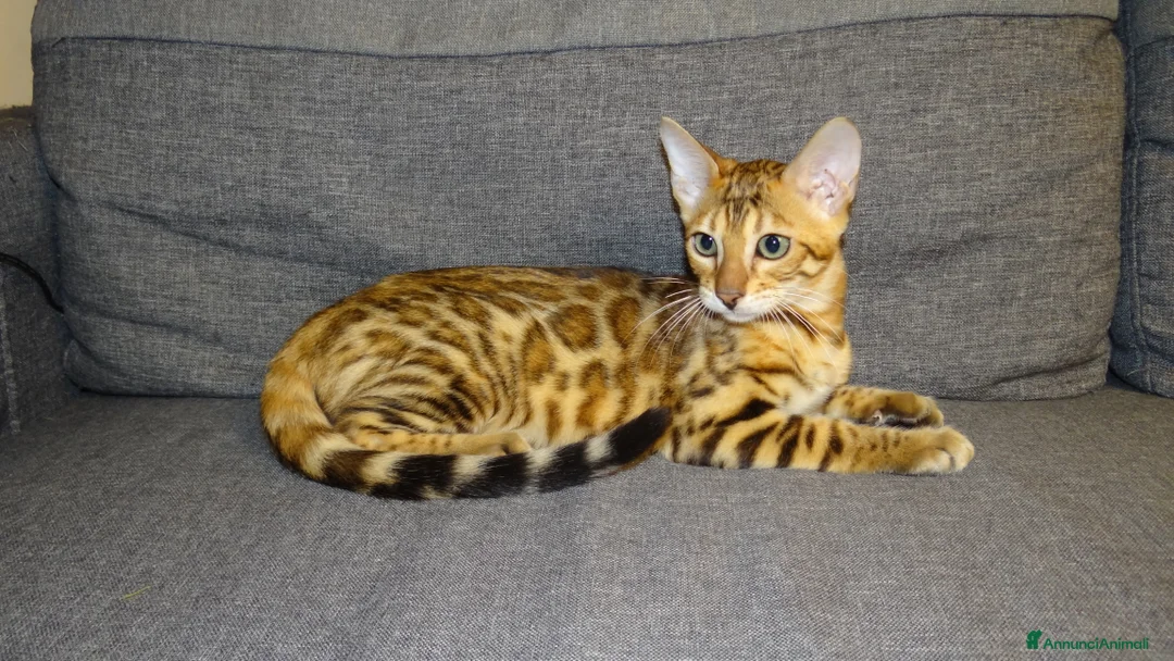 Immagine della galleria {{count}}