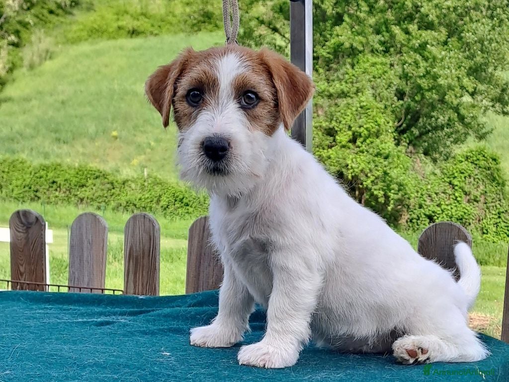 Jack Russell cani Cuccioli Jack Russell ruvido - Annuncio 1