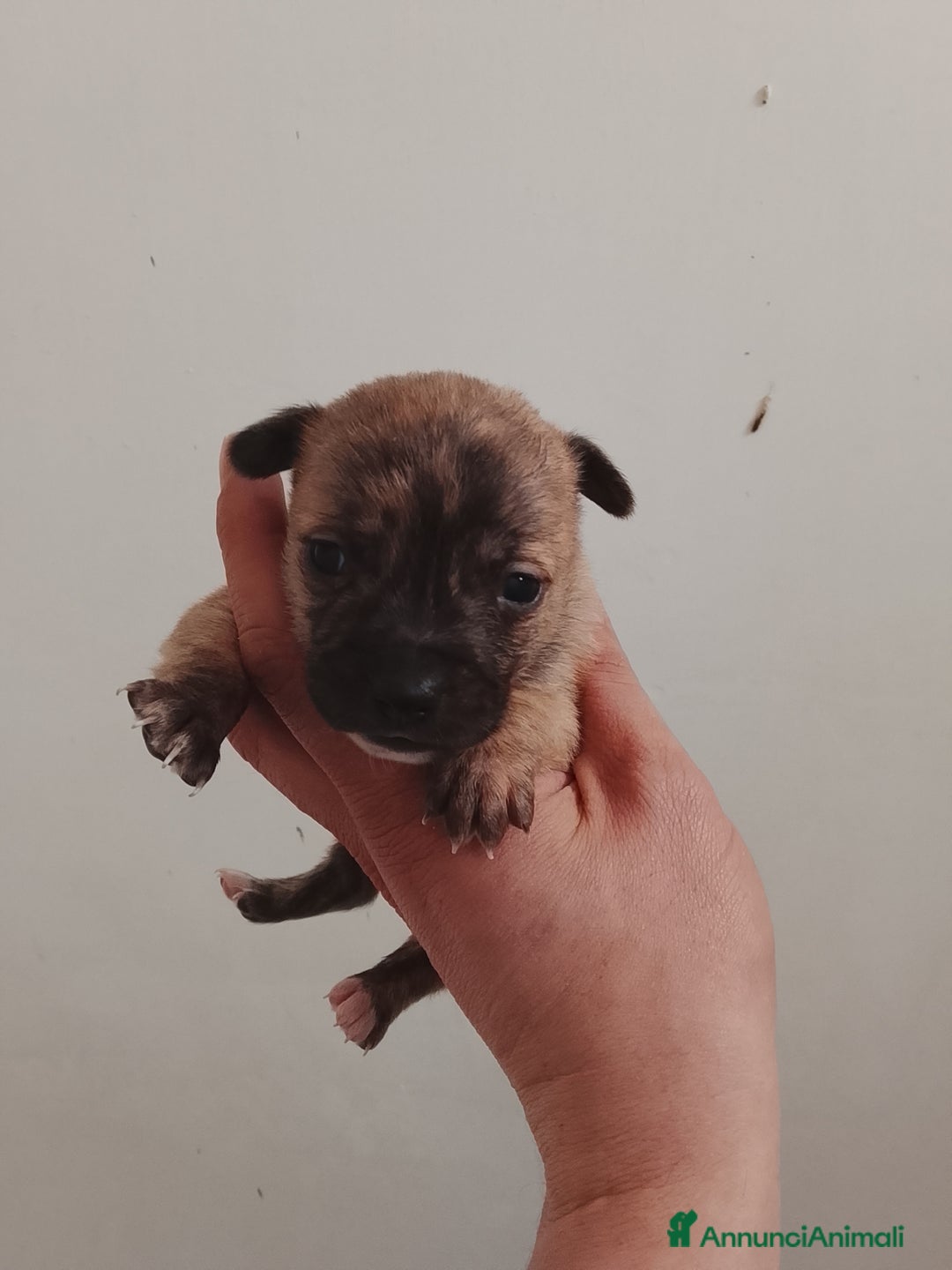 Meticcio cani in vendita: 7 cuccioli incrocio fra Bulldog francese e meticci - Annuncio 8