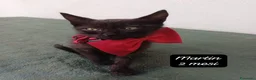 Europeo gatti in regalo: Gattini desiderosi di trovare famiglia  a Provincia di Prato - Annuncio 6