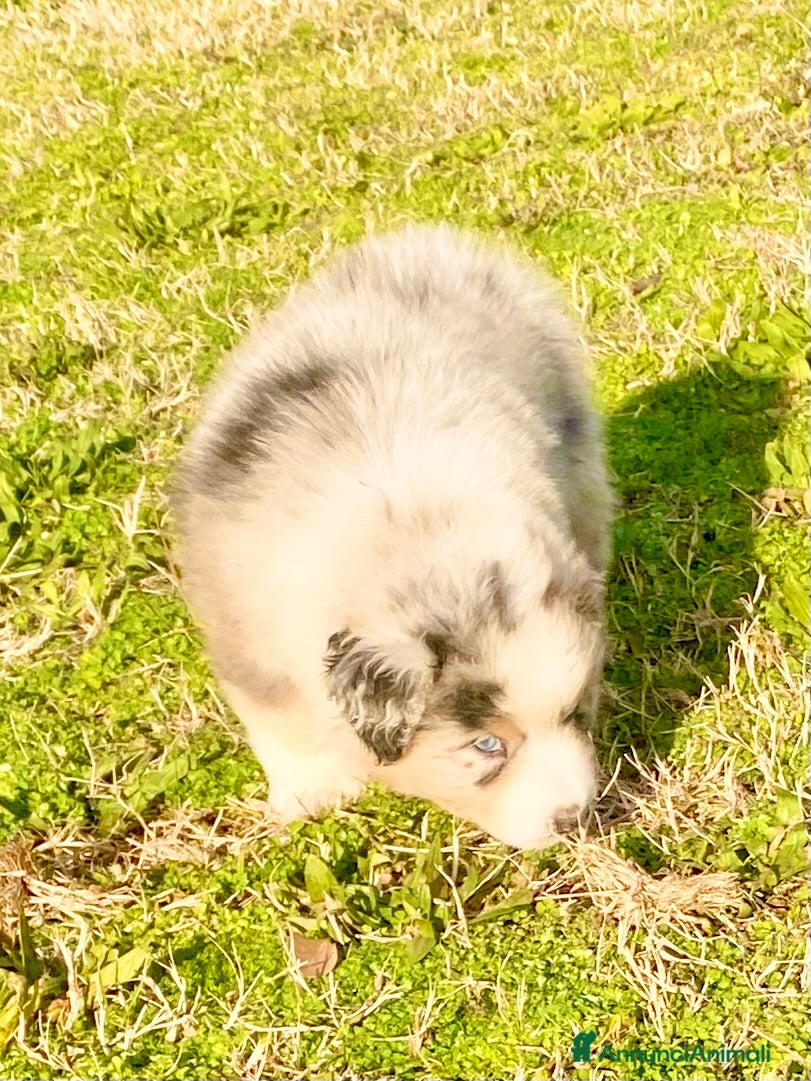 Australian Shepherd cani Australian Shepherd pastore australiano maschio - Annuncio 3