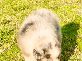 Australian Shepherd cani Australian Shepherd pastore australiano maschio - Annuncio 3