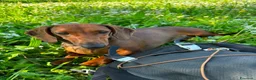 Bassotto cani in vendita: Cuccioli Bassotto Standard pelo corto morbido - Annuncio 3