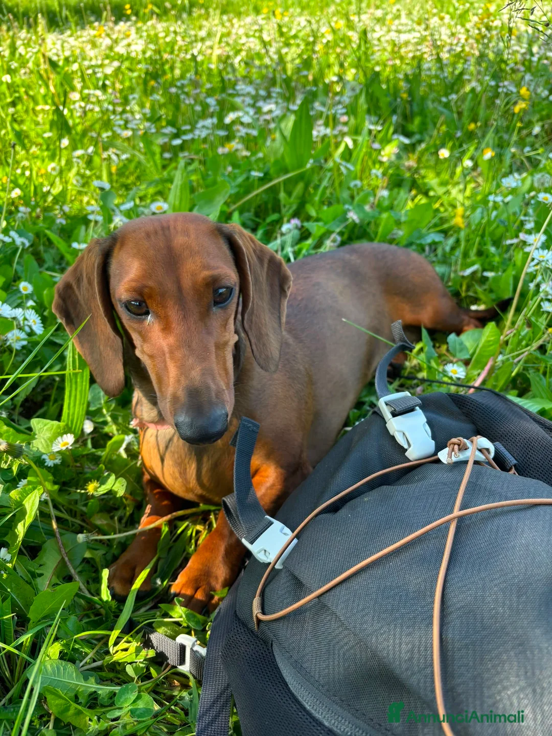 Bassotto cani in vendita: Cuccioli Bassotto Standard pelo corto morbido - Annuncio 3