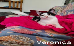 Europeo gatti in regalo: Veronica e Carla cercano casa - Immagine 5