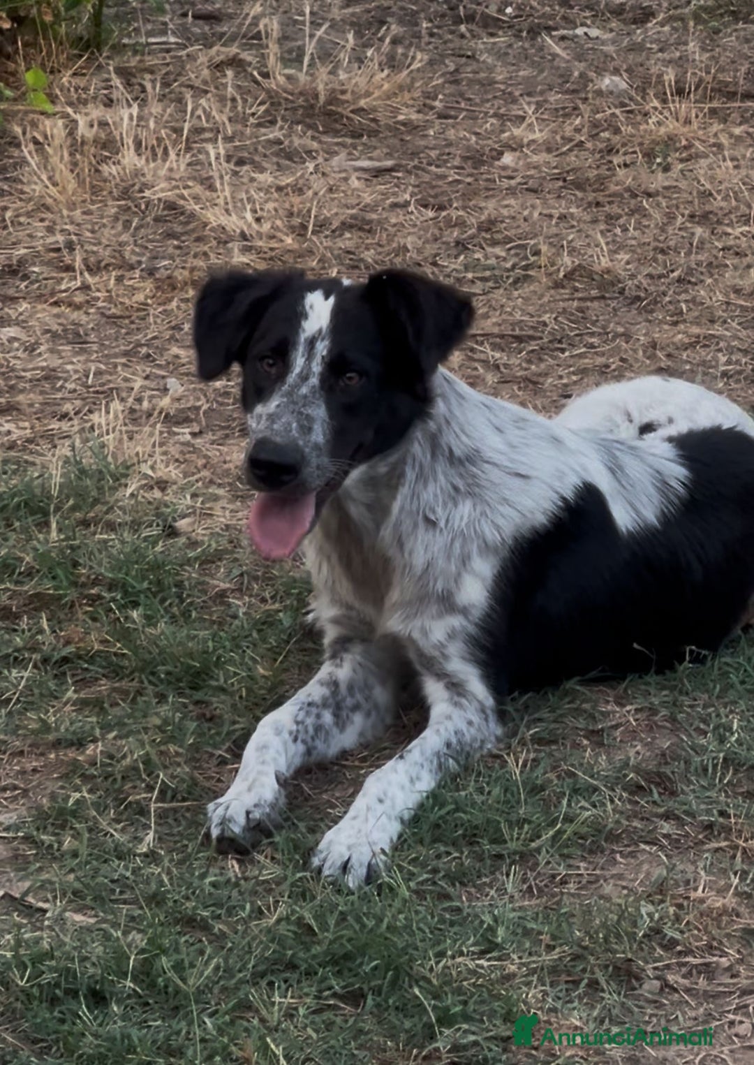 Meticcio cani in regalo: SERENA 🩷 -cucciola timida ma dolce. Datele una 🏡 - Annuncio 2