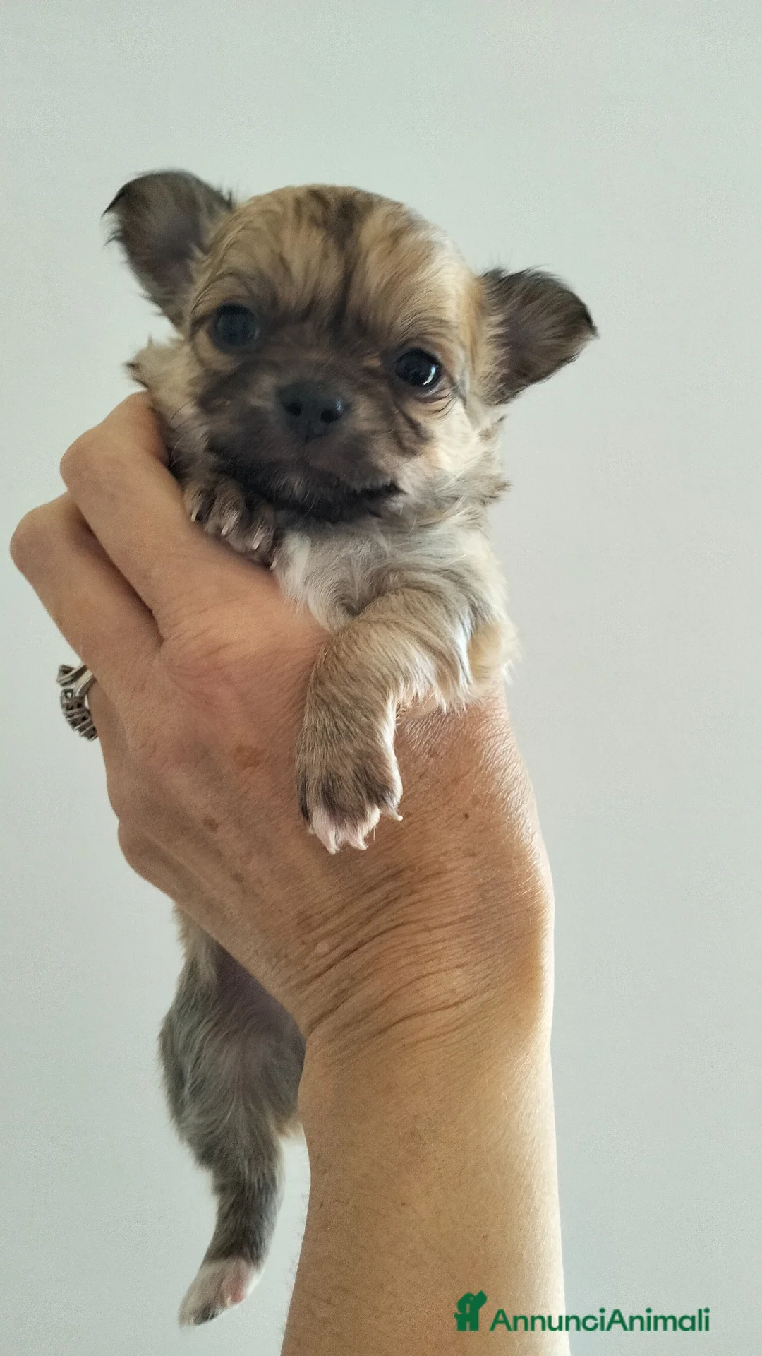 Chihuahua cani in vendita: Cuccioli di Chihuahua  - Annuncio 2