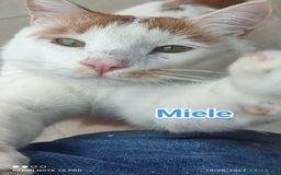 Europeo gatti in regalo: Una casa per questo dolcissimo cucciolone ❤️🙏🏻 - Immagine 1